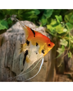 Koi Angelfish ~1.5"
