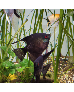 Black Angelfish ~1.5"