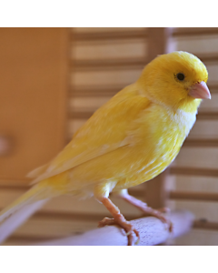 Female Canary