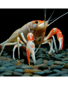 Sushi Red & White Crayfish