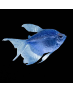 GloFish® Tetra Cosmic Blue Longfin 