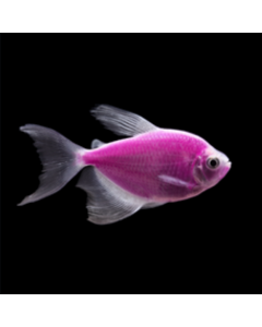 GloFish® Tetra Galactic Purple Longfin 