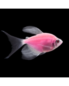 GloFish® Tetra Moonrise Pink Longfin 