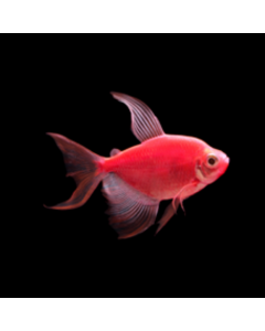 GloFish® Tetra Starfire Red Longfin 