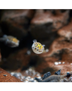 Brackish Green Spotted Puffer