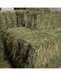 Local Alfalfa & Orchard Grass Mix [1 Bale ~60lb]