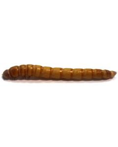 Giant Mealworm (Single)