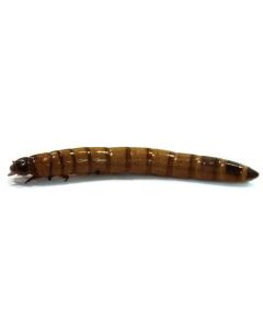 Large Superworms (100 Pack)