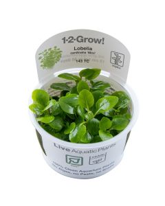 Tropica 1-2 Grow! Lobelia cardinalis 'Mini'