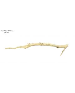 Tropica Manzanita Wood 36" -Large
