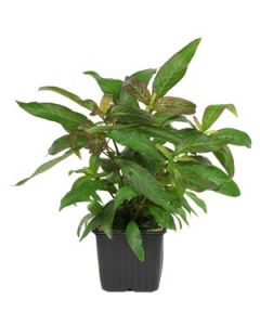 Tropica Potted Mother Plants XLarge