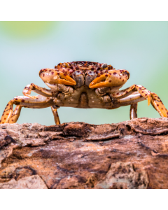 Panther Crab