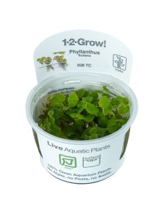 Tropica 1-2 Grow! Phyllanthus fluitans