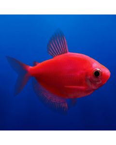 GloFish® Tetra Starfire Red