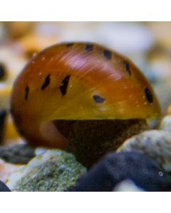 Red Onion Nerite Snail