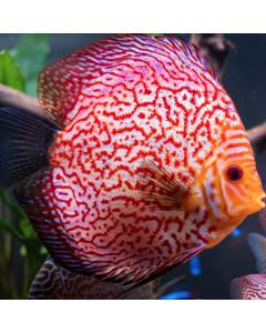 Chessboard Red Discus ~2.5"