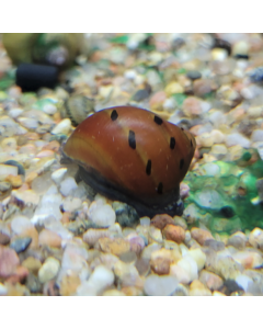 Red Onion Nerite Snail