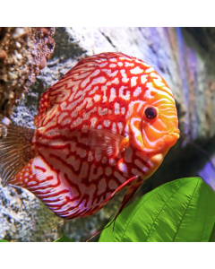 Red Pigeon Discus ~2.5"