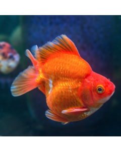 Red Ryukin Goldfish ~1.5" 