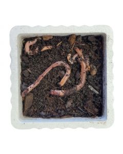 Live Red Worms 24 Pack