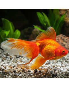 Assorted Ryukin Goldfish