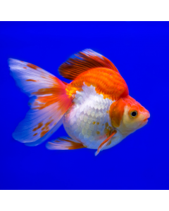 Red & White Ryukin Goldfish ~1.5" 