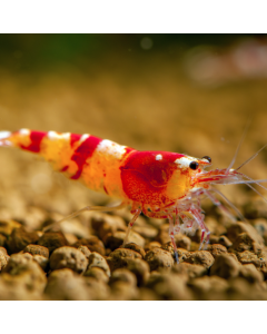 Red & White Crystal Shrimp