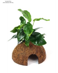 Tropica Coconut With Plant
