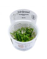 Tropica 1-2 Grow! Cryptocoryne parva