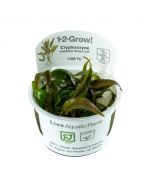 Tropica 1-2 Grow! Cryptocoryne undulata 'Broad Leaf'