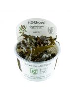 Tropica 1-2 Grow! Cryptocoryne wendtii 'Mi Oya'