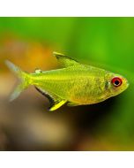 Lemon Tetra