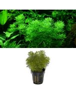 Tropica Potted Plant (Assorted Plants)