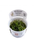 Tropica 1-2 Grow! Proserpinaca palustris 'Cuba'
