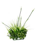 Fluval Chi Plant Boxwood & Tall Grass