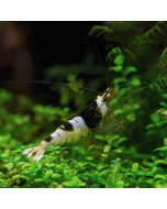 Black & White Crystal Shrimp