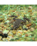 Aquatic Dwarf Frog