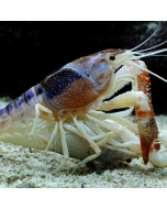 Ghost Tricolour Crayfish