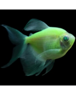 GloFish® Tetra Electric Green Longfin 