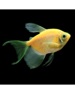 GloFish® Tetra Sunburst Orange Longfin 