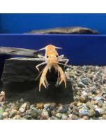 Gold King Crayfish