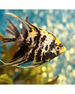 Gold Marble Angelfish ~1.5"