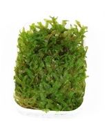 Vesicularia montagnei 'Christmas Moss' TC by Tropica