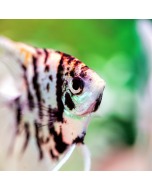 Panda Angelfish ~1.5"