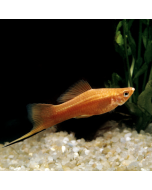 Gold Wag Swordtail
