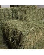 Fraser Valley Double Compressed Timothy Hay [1 Bale ~60lb]