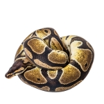 Ball Python