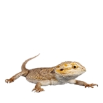 Bearded Dragon