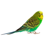 Budgie