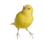 Canary